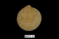 藏品(環文蛤(赤嘴仔))的圖片